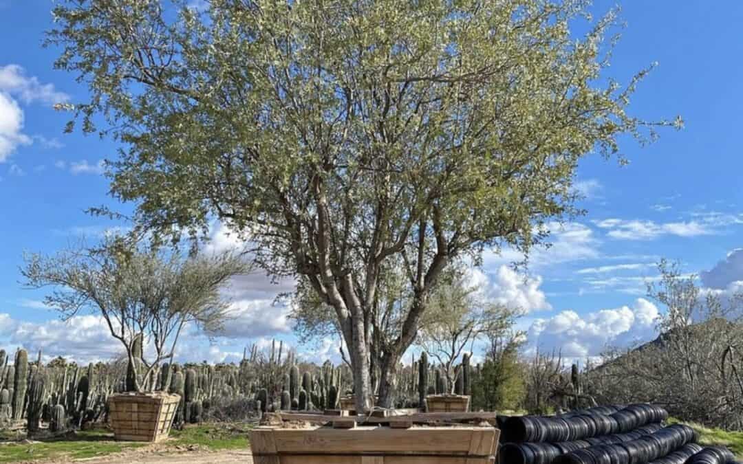 Ironwood tree in large box