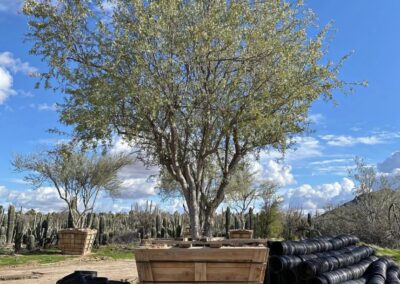 Ironwood tree in large box