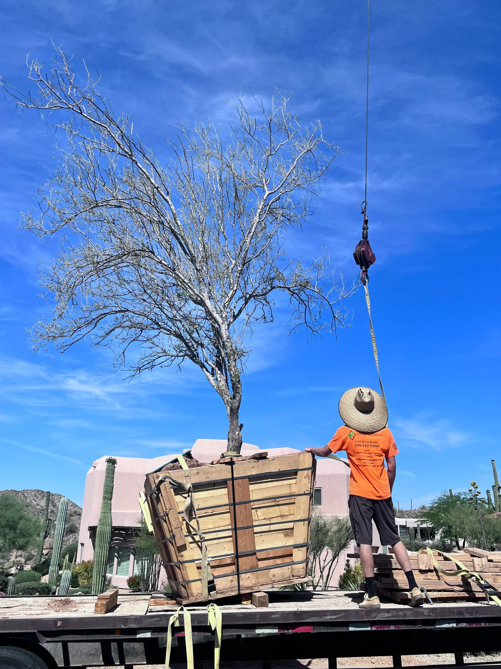 Large boxed Ironwood tree installation in Scottsdale with crane