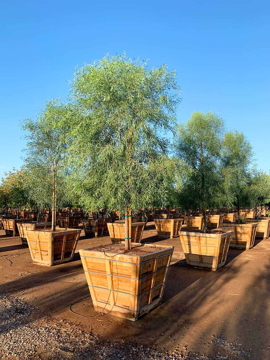 Boxed Acacia Salicina tree for Scottsdale landscape installation
